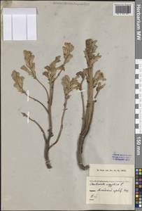 Фелипанхе египетская (Pers.) Pomel, Средняя Азия и Казахстан, Памир и Памиро-Алай (M2) (Киргизия)