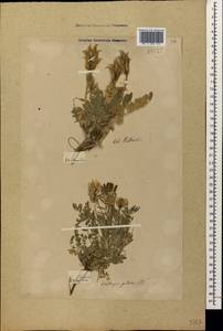 Остролодочник волосистый (L.) DC., Кавказ, Грузия (K4) (Грузия)