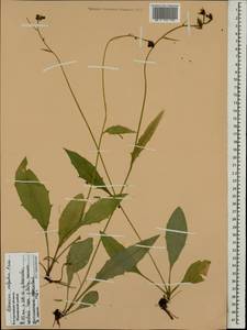 Hieracium lachenalii subsp. cruentifolium (Dahlst. & Lübeck ex Dahlst.) Zahn, Восточная Европа, Центральный лесной район (E5) (Россия)