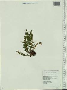 Woodsia taishanensis F. Z. Li & C. K. Ni, Сибирь, Дальний Восток (S6) (Россия)