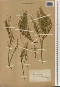 Ephedra major subsp. major, Зарубежная Азия (ASIA) (Турция)