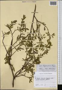 Ива боганидская Trautv., Сибирь, Якутия (S5) (Россия)