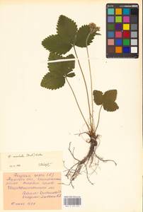 Земляника мускусная Duchesne, Восточная Европа, Центральный район (E4) (Россия)