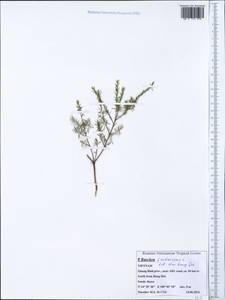 Baeckea frutescens L., Зарубежная Азия (ASIA) (Вьетнам)