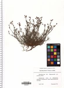 Cynanchica tephrocarpa subsp. petraea (V.I.Krecz. ex Klokov) P.Caputo & Del Guacchio, Восточная Европа, Восточный район (E10) (Россия)