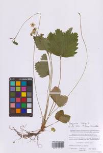 Земляника лесная L., Восточная Европа, Московская область и Москва (E4a) (Россия)