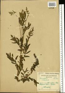 Пижма обыкновенная, Дикая рябинка L., Восточная Европа, Северный район (E1) (Россия)