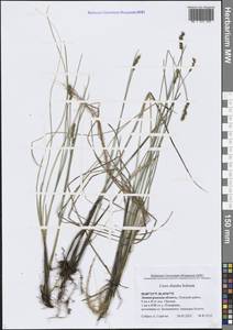 Осока двутычинковая Schrank, Восточная Европа, Северо-Западный район (E2) (Россия)