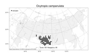 Oxytropis campanulata, Остролодочник колокольчиковый Vassilcz., Атлас флоры России (FLORUS) (Россия)