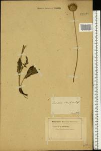 Клазея зюзниколистная (Vill.) Á. Löve & D. Löve, Восточная Европа, Нижневолжский район (E9) (Россия)