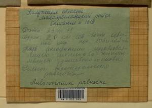 Aulacomnium palustre (Hedw.) Schwägr., Гербарий мохообразных, Мхи - Центральное Нечерноземье (B6) (Россия)
