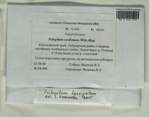 Psilopilum laevigatum (Wahlenb.) Lindb., Гербарий мохообразных, Мхи - Красноярский край, Тыва и Хакасия (B17) (Россия)