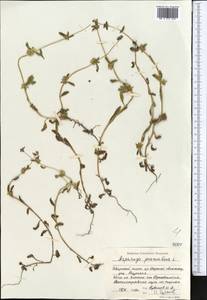 Острица лежачая, Острица простертая L., Средняя Азия и Казахстан, Северный и Центральный Тянь-Шань (M4) (Киргизия)