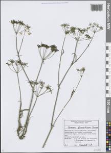 Тмин бурятский Turcz., Сибирь, Прибайкалье и Забайкалье (S4) (Россия)