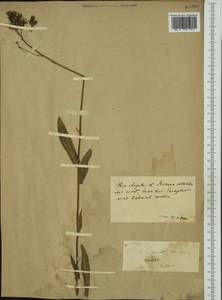 Ястребиночка высокая (Gochnat) S. Bräut. & Greuter, Западная Европа (EUR)