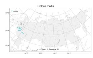 Holcus mollis, Бухарник мягкий L., Атлас флоры России (FLORUS) (Россия)