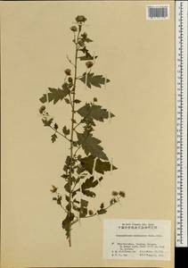 Chrysanthemum indicum L., Зарубежная Азия (ASIA) (КНР)