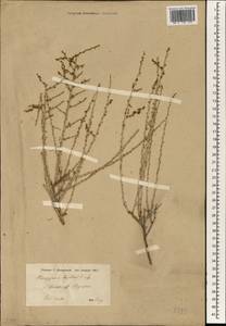 Pteropyrum aucheri Jaub. & Spach, Зарубежная Азия (ASIA) (Иран)