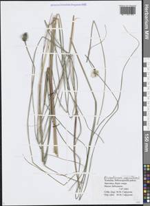 Пушица влагалищная L., Восточная Европа, Средневолжский район (E8) (Россия)