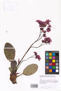 Бадан толстолистный (L.) Fritsch, Восточная Европа, Московская область и Москва (E4a) (Россия)