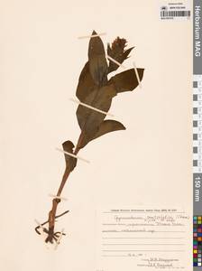 Galearis camtschatica (Cham.) X.H.Jin, Schuit. & W.T.Jin, Сибирь, Дальний Восток (S6) (Россия)