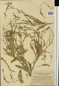 Хориспора нежная, Хориспора тоненькая (Pall.) DC., Восточная Европа, Московская область и Москва (E4a) (Россия)