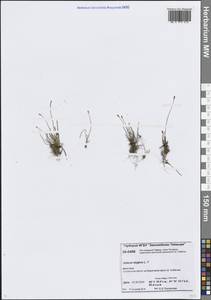 Ситник стигийский L., Сибирь, Центральная Сибирь (S3) (Россия)