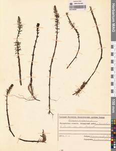 Хвостник обыкновенный, Водяная сосенка L., Сибирь, Чукотка и Камчатка (S7) (Россия)
