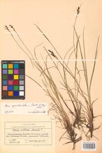 Осока придатконосная (Trautv. & C.A.Mey.) Kük., Сибирь, Чукотка и Камчатка (S7) (Россия)