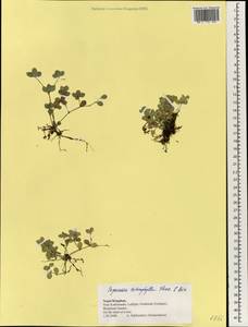 Переромия четырехлистная (G. Forst.) Hook. & Arn., Зарубежная Азия (ASIA) (Непал)