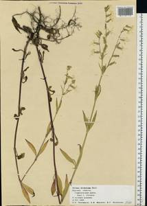 Смолевка вильчатая Ehrh., Восточная Европа, Центральный лесостепной район (E6) (Россия)