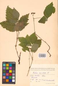 Костяника каменистая L., Восточная Европа, Латвия (E2b) (Латвия)