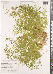 Мерингия трехжилковая (L.) Clairv., Кавказ, Краснодарский край и Адыгея (K1a) (Россия)