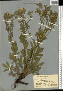 Лапчатка прямая L., Восточная Европа, Нижневолжский район (E9) (Россия)