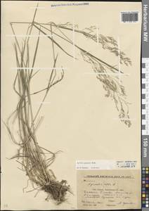 Полевица гигантская Roth, Кавказ, Ставропольский край, Карачаево-Черкесия, Кабардино-Балкария (K1b) (Россия)