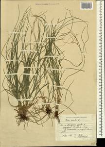 Осока расставленная, Осока раздвинутая L., Кавказ, Азербайджан (K6) (Азербайджан)