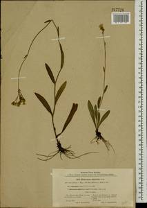 Pilosella echioides subsp. echioides, Восточная Европа, Белоруссия (E3a) (Белоруссия)