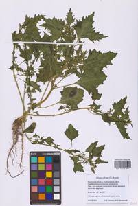 Oxybasis rubra (L.) S.Fuentes, Uotila & Borsch, Восточная Европа, Московская область и Москва (E4a) (Россия)
