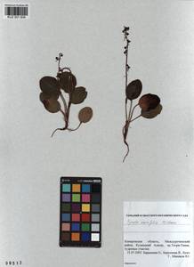 KUZ 001 834, Pyrola asarifolia subsp. incarnata (DC.) A. E. Murray, Сибирь, Алтай и Саяны (S2) (Россия)