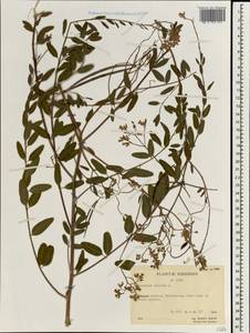 Poacynum venetum (L.) Mavrodiev, Laktionov & Yu. E. Alexeev, Зарубежная Азия (ASIA) (КНР)