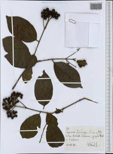 Magnoliopsida, Африка (AFR) (Эфиопия)