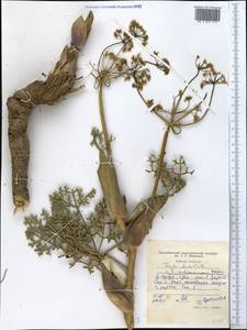 Ферула краснопесчаниковая Korovin, Средняя Азия и Казахстан, Западный Тянь-Шань и Каратау (M3) (Таджикистан)