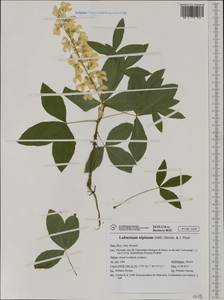 Laburnum alpinum (Mill.)Bercht. & J.Presl, Западная Европа (EUR) (Италия)