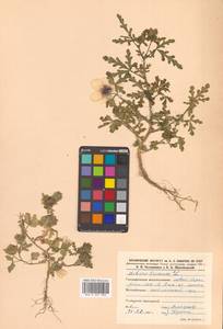 Trionum annuum Medik., Сибирь, Дальний Восток (S6) (Россия)