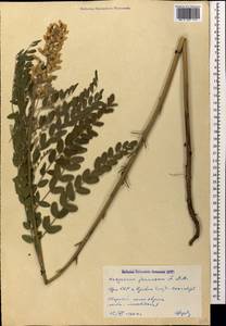 Hedysarum formosum Basiner, Кавказ, Армения (K5) (Армения)