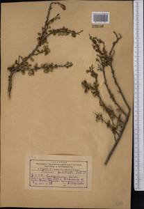 Prunus pseudoprostrata (Pojark.) Rech. fil., Средняя Азия и Казахстан, Копетдаг, Бадхыз, Малый и Большой Балхан (M1) (Туркмения)