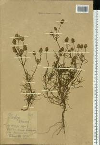 Подорожник песчаный Waldst. & Kit., Восточная Европа, Белоруссия (E3a) (Белоруссия)