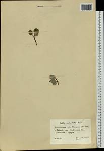 Ива сетчатая L., Восточная Европа, Северный район (E1) (Россия)