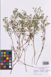 Лапчатка вильчатая (L.) Kurtto & T.Erikss., Восточная Европа, Московская область и Москва (E4a) (Россия)