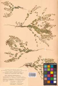 Клоповник пронзеннолистный L., Восточная Европа, Нижневолжский район (E9) (Россия)